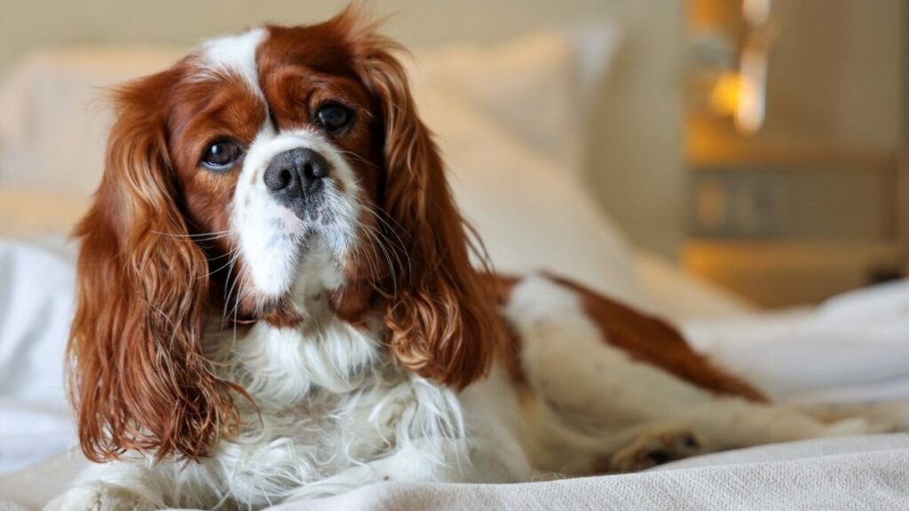 petites races de chiens
