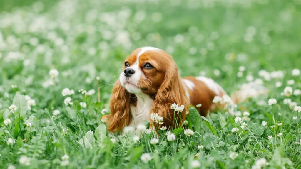 races de chiens calmes