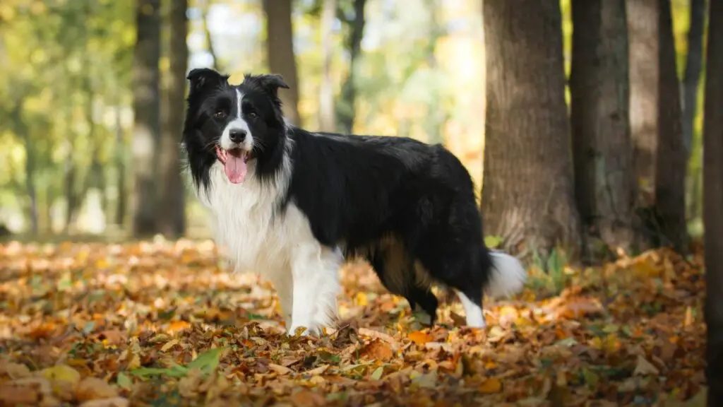 races de grands chiens les plus saines