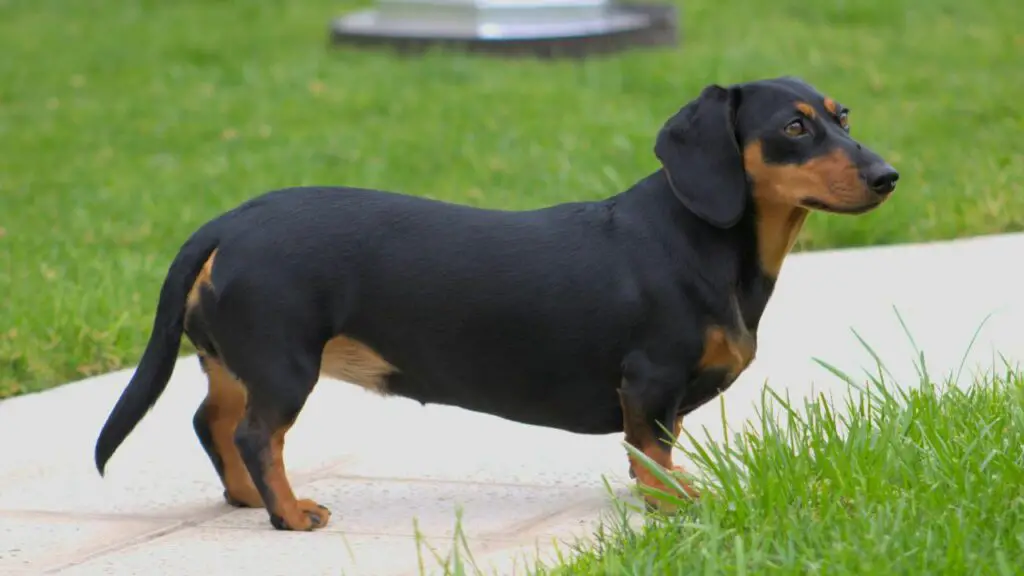 petits meilleurs chiens d'appartement
