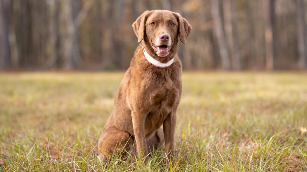 Gros chiens populaires américains
