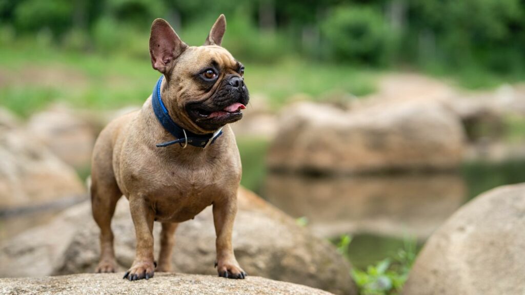 meilleurs chiens paresseux
