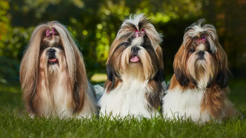 races de chiens de patate de canapé
