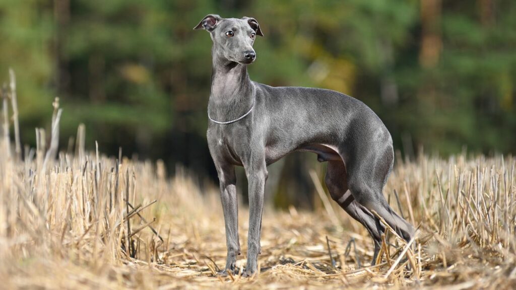 races de chiens à faible énergie
