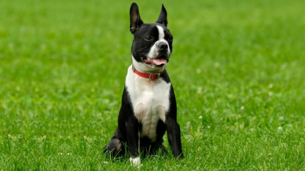 1729955113 853 boston terrier 5