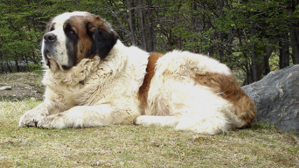 1729955115 380 Saint Bernard