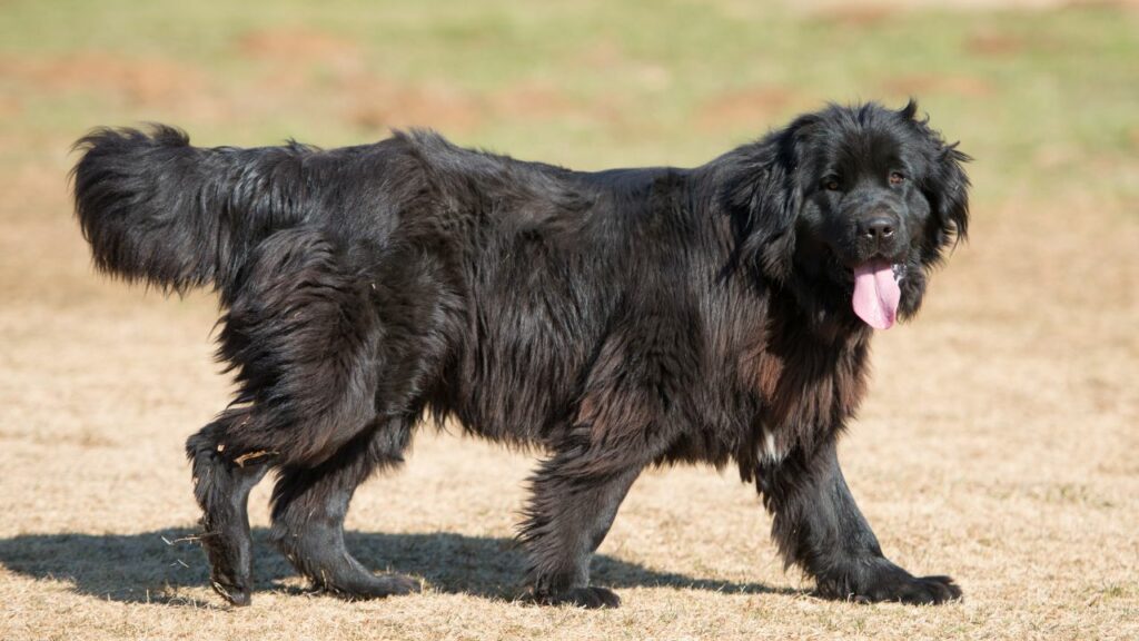 l'amour d'un chien est inconditionnel
