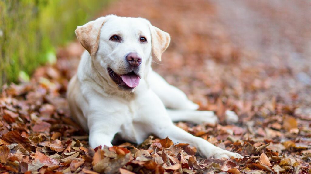 amour inconditionnel Labrador 
