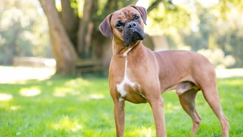 Races de chiens qui font preuve d'un amour inconditionnel