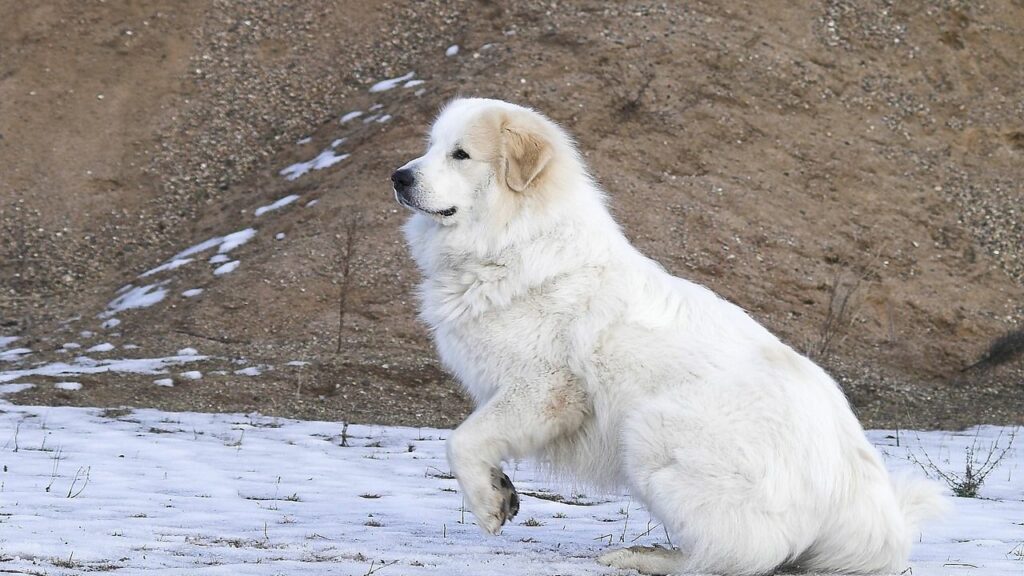 Des chiens de garde pour se protéger des chats sauvages