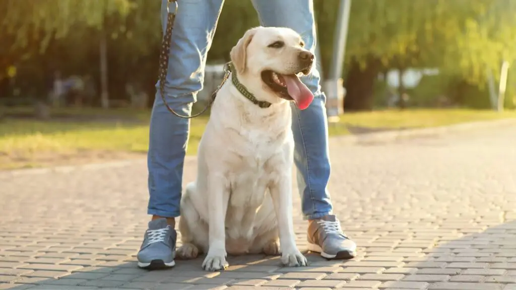 meilleur chien pour un homme célibataire en appartement