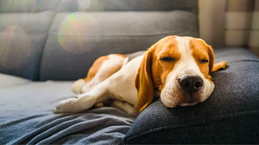 position de sommeil amusante