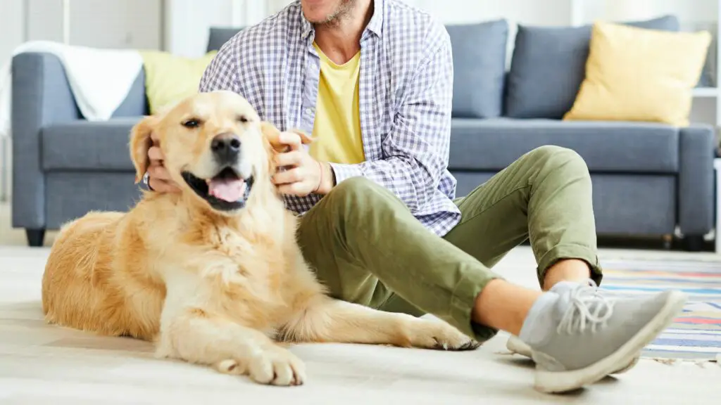 Races de chiens adorables pour hommes célibataires