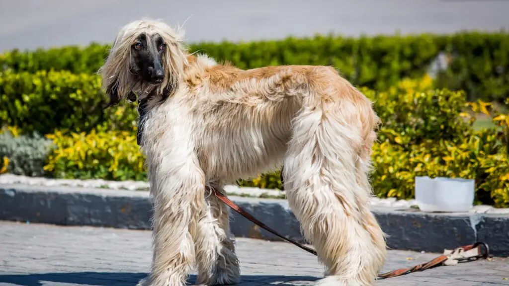 races de chiens qui ne muent pas