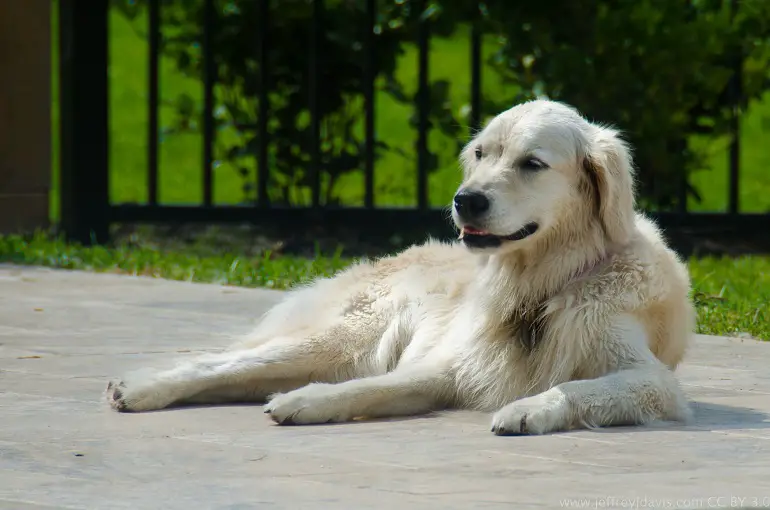 Races de chiens de garde blancs