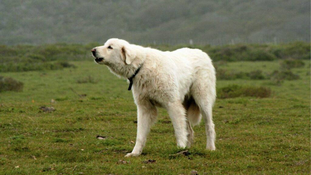 grands chiens à protéger contre les lynx roux