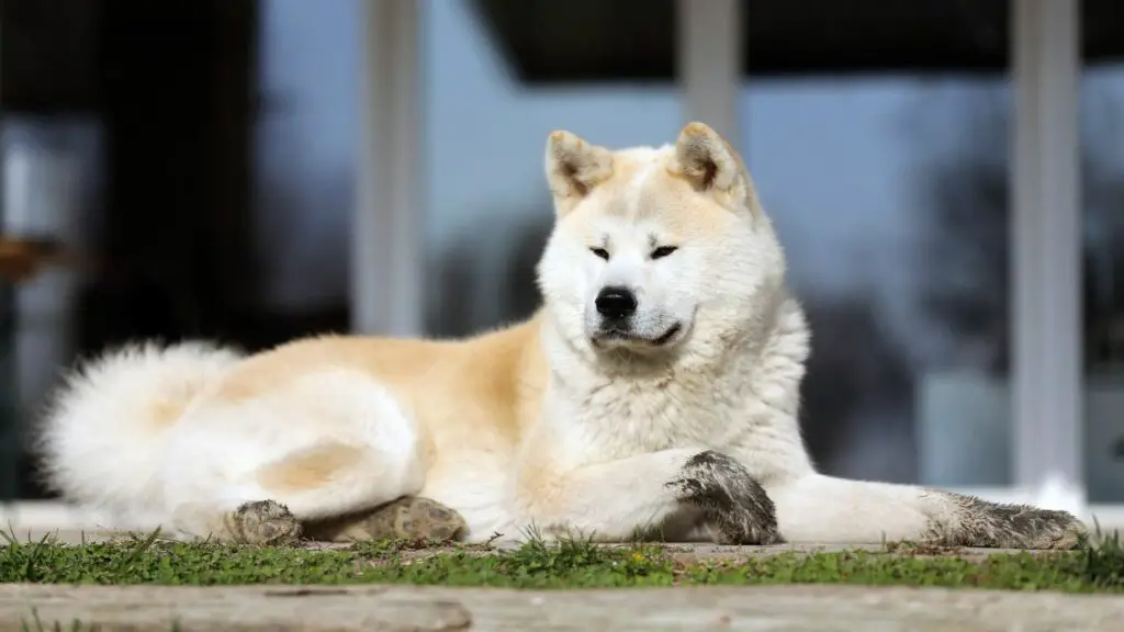 animaux ayant des besoins élevés
