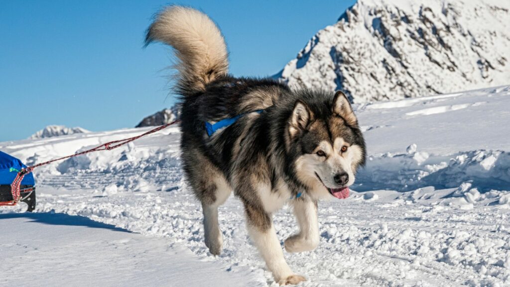 meilleures races de chiens pour la randonnée
