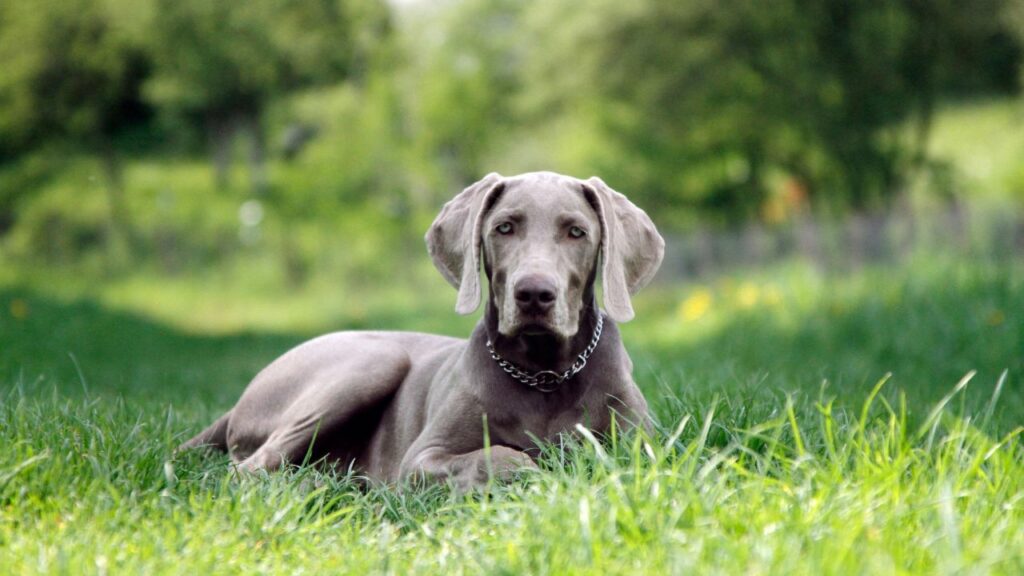 grandes races de chiens pour la randonnée