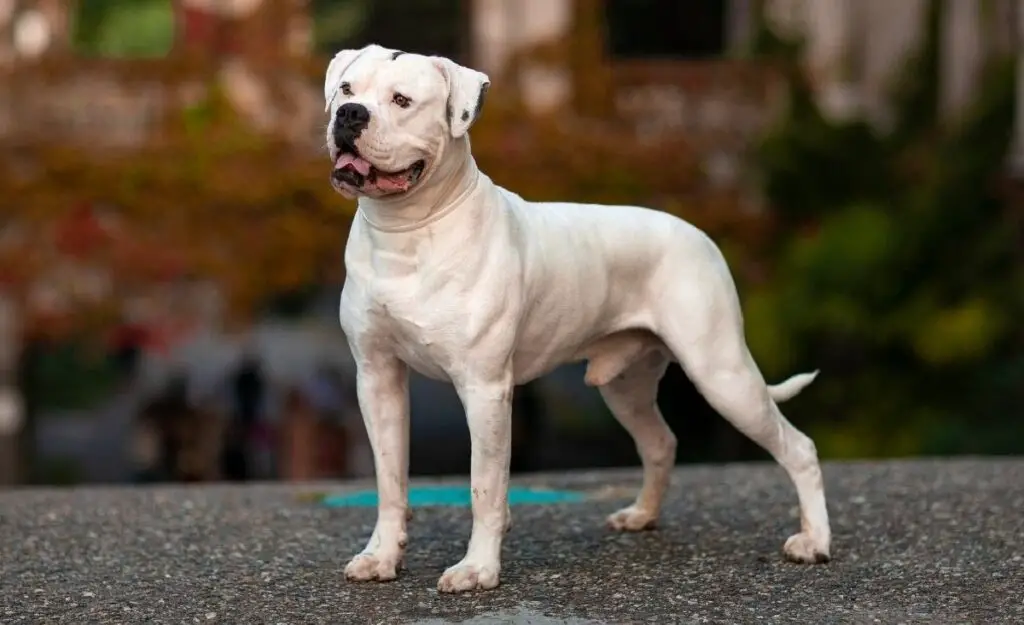 les Bulldogs sont-ils de bons chiens de garde
