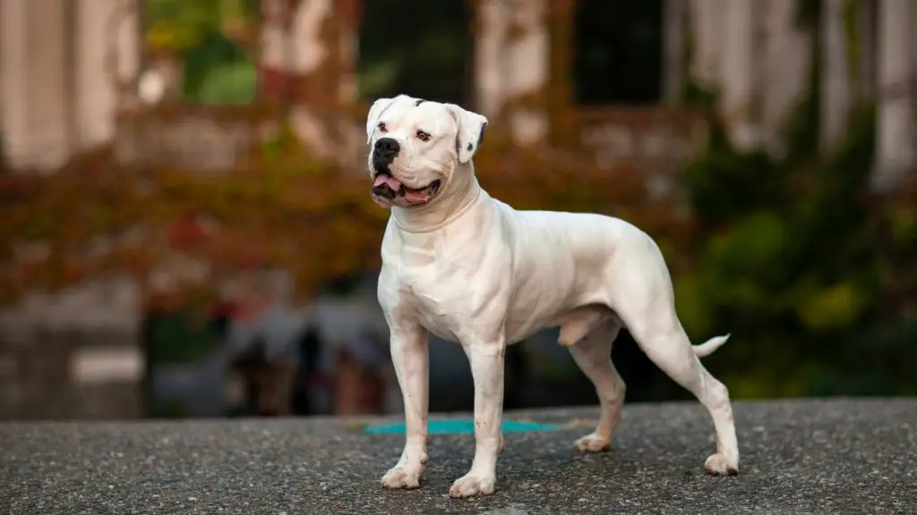 gros chien américain
