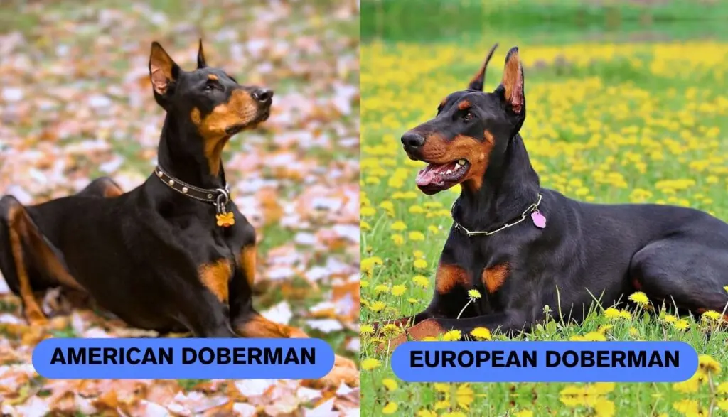 American Doberman vs European Doberman