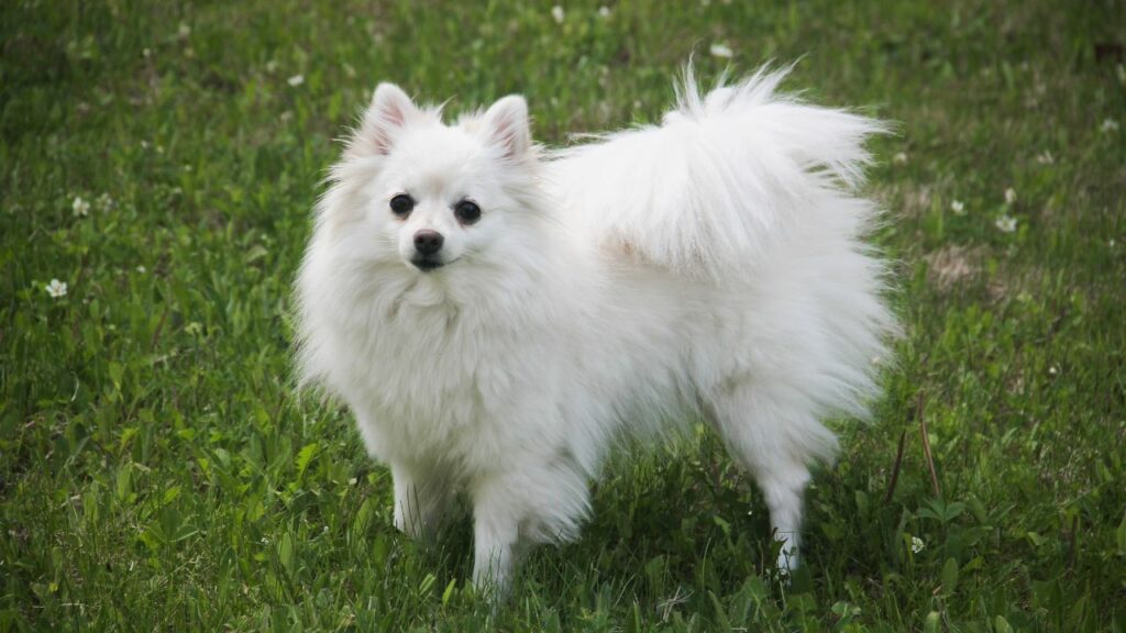 chien qui ressemble à un corgi
