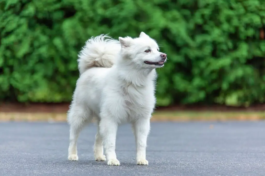 petit chien de garde