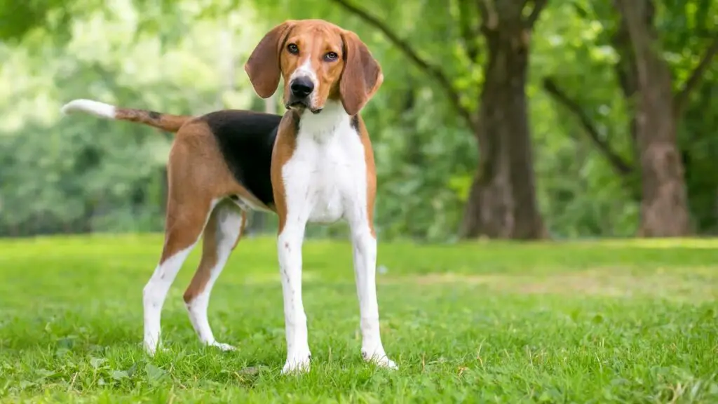 Photos de races de grands chiens américains
