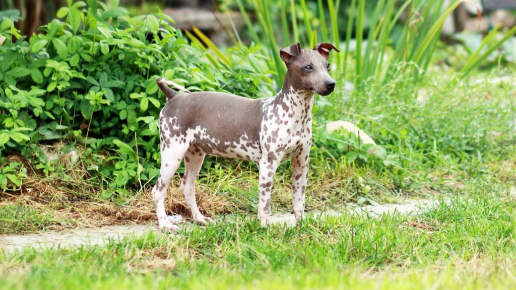 Races de chiens qui ne muent pas