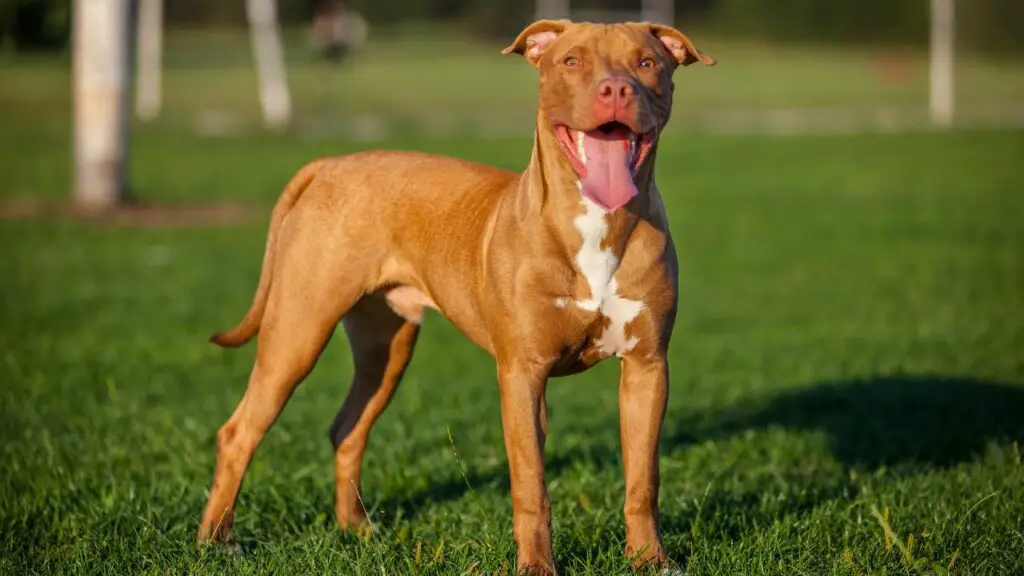 photos de races de grands chiens américains
