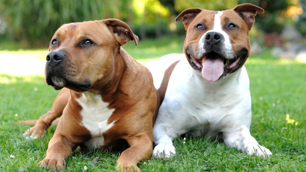 à quoi ressemble un chien de 50 lb