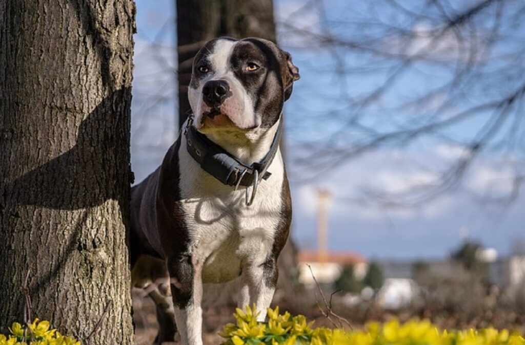 Races de chiens américains