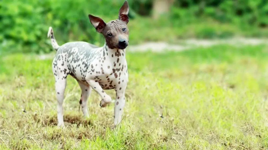 chiens pour personnes allergiques