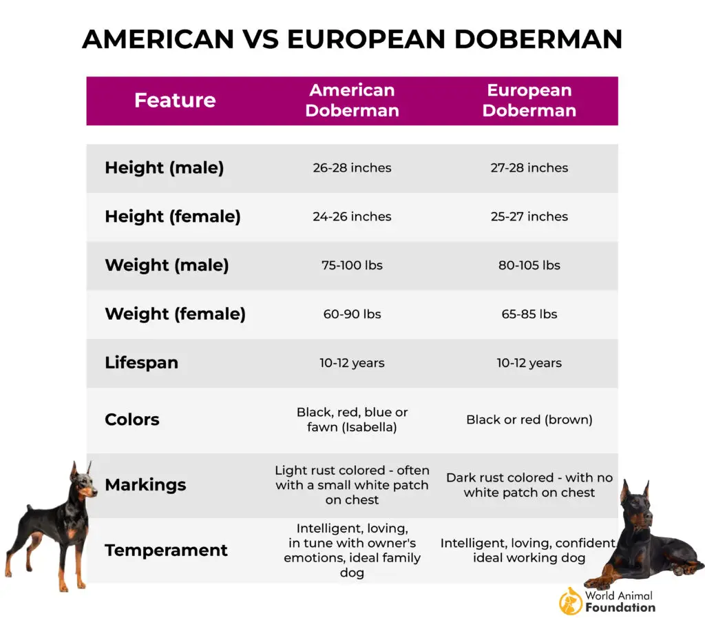  Doberman américain contre européen