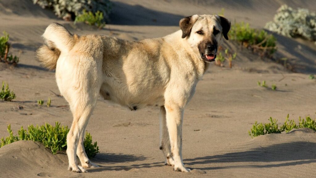 Des chiens de garde pour se protéger des lynx roux