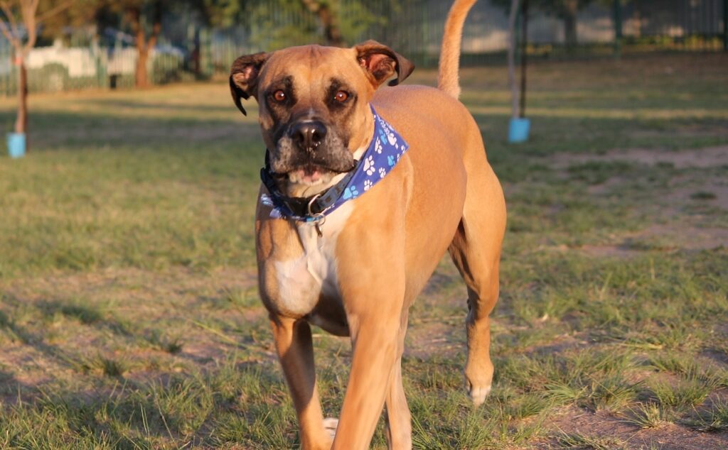 Races de chiens anti-voleurs