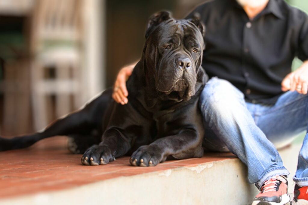 Sont des chiens de la famille Cane Corso