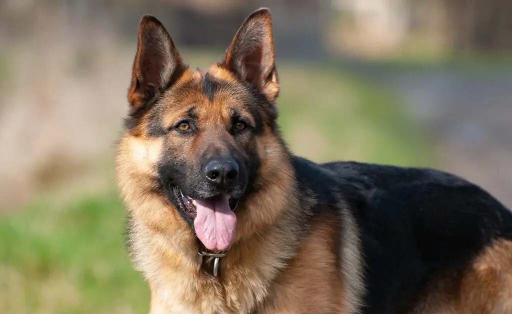 Are German Shepherds Good Family Dogs