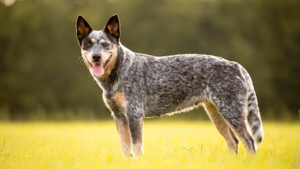 races de chiens en bonne santé