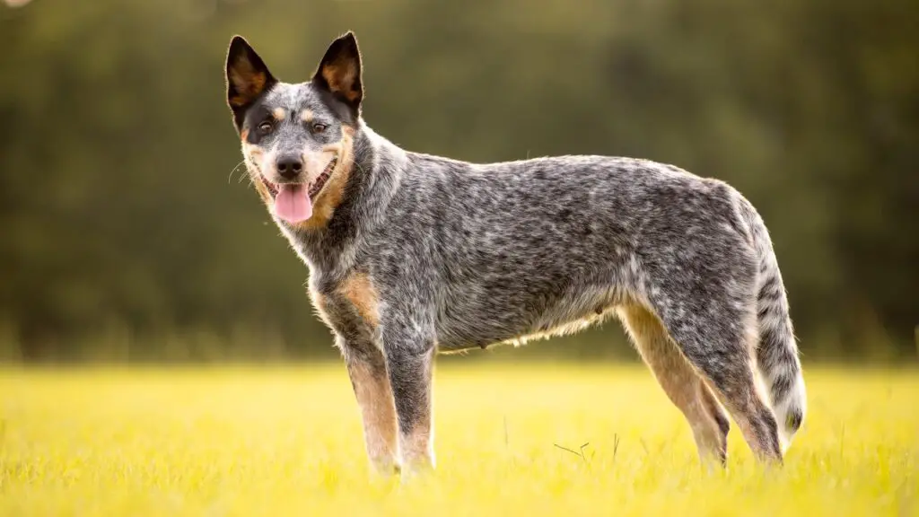 Australian Cattle Dog 3