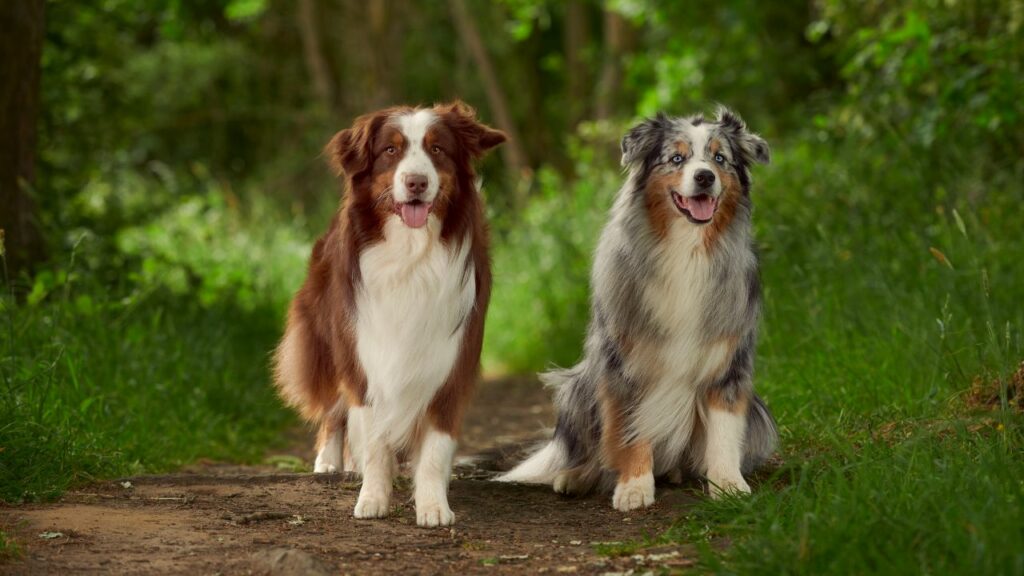 races de chiens anxieuses