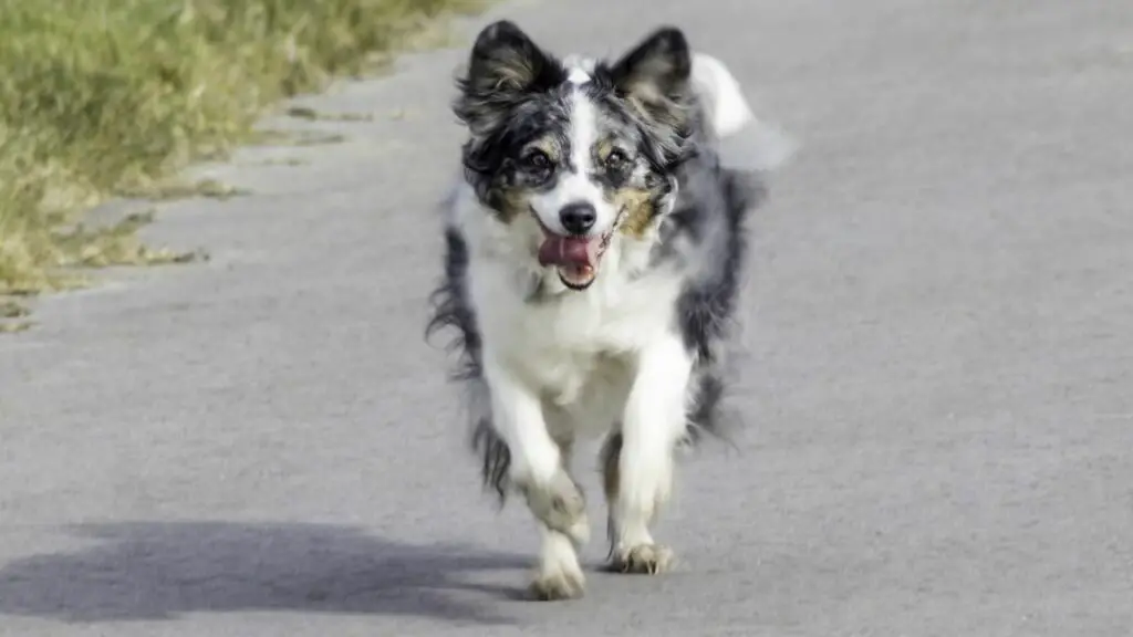 les chiens qui aiment courir
