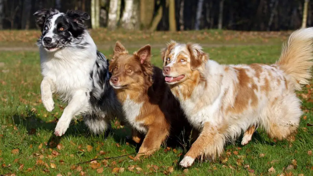 chiens ayant le moins de problèmes de santé