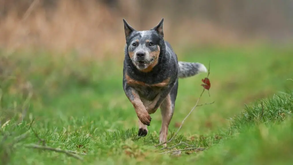 meilleurs chiens pour les coureurs
