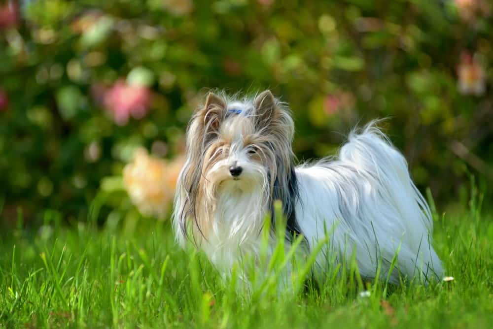 types de chiens de compagnie