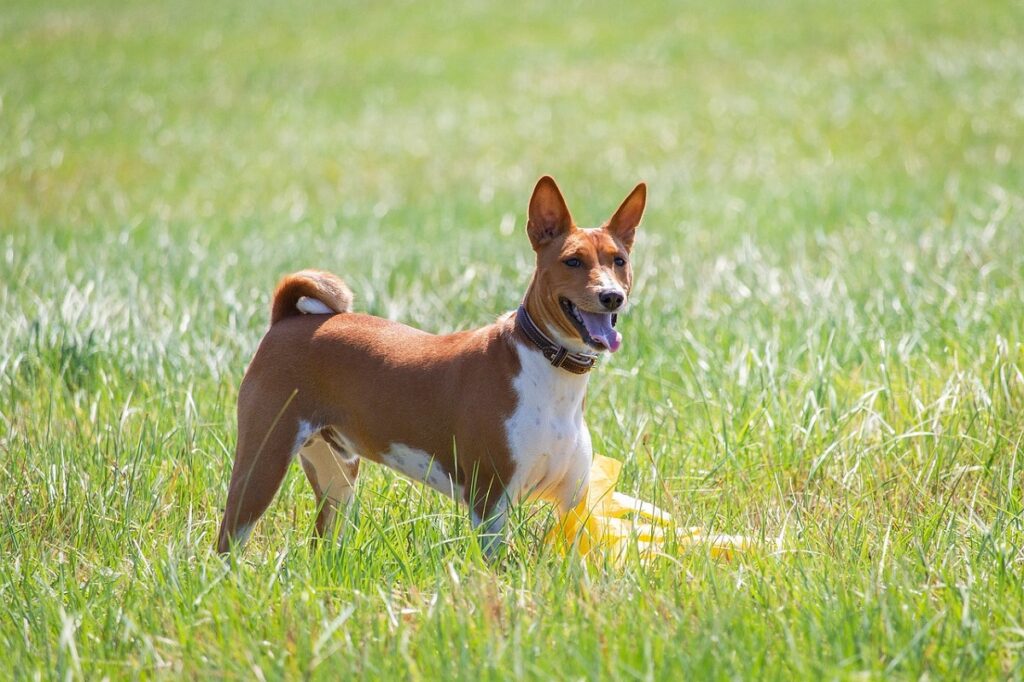 races de chiens les moins intelligentes
