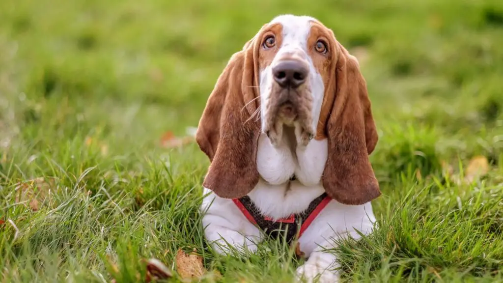 Races de chiens les plus détendues