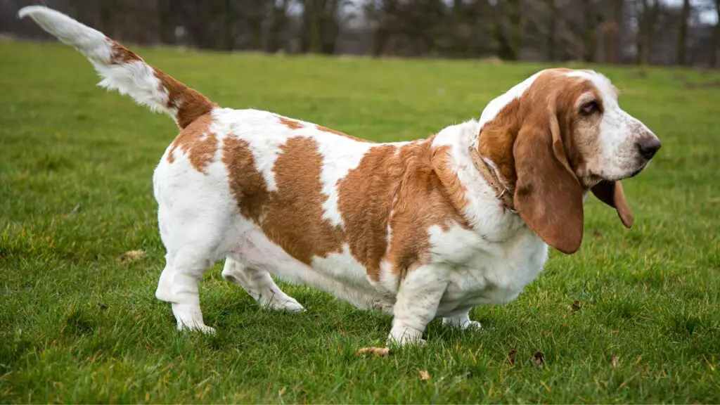 Races de chiens pour propriétaires détendus