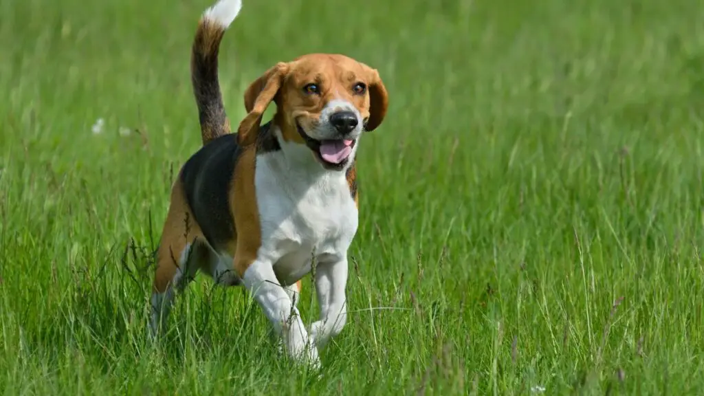 races de chiens dociles
